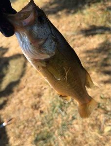 Largemouth Bass
