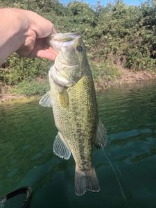 Largemouth Bass