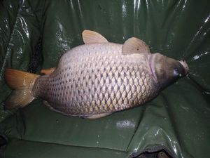 Common Carp