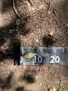 Green Sunfish