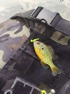 Green Sunfish