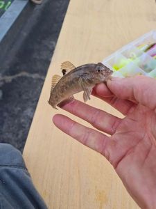 Round Goby