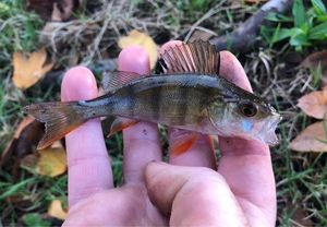 European Perch