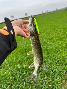 Northern Pike