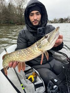 Northern Pike
