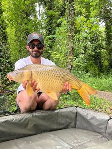 Common Carp