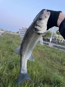 European Bass (Seabass)