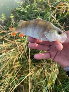 European Perch