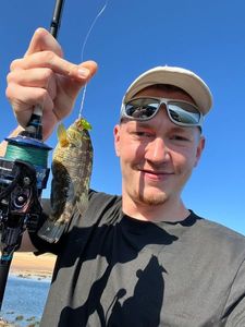Ballan Wrasse