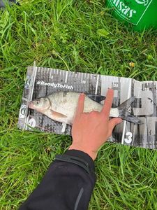 Common Bream