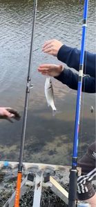 European Bass (Seabass)
