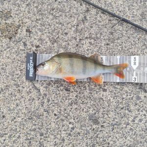 European Perch