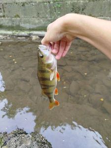 European Perch