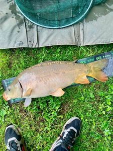 Mirror Carp