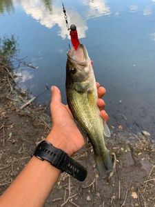 Largemouth Bass