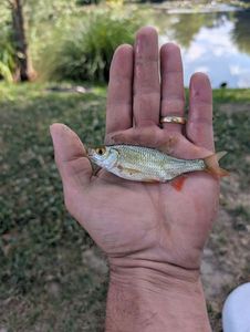 Roach