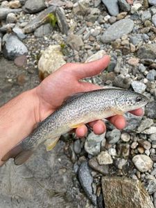 Marble Trout