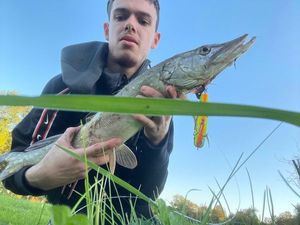 Northern Pike