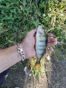 European Perch