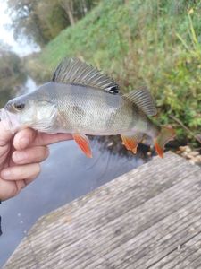 European Perch