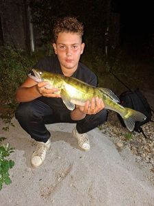 Zander