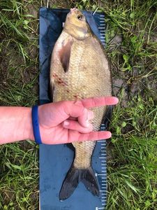 Common Bream