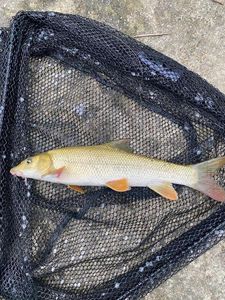 Barbel