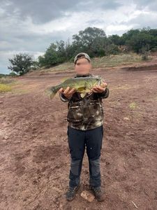 Largemouth Bass