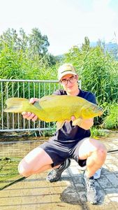 Tench