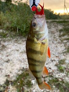 European Perch