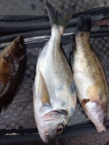 Gilthead Seabream