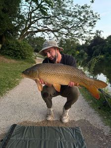Common Carp