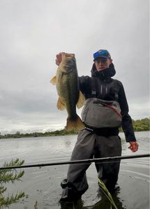 Largemouth Bass