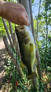 Largemouth Bass