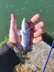 European Bass (Seabass)