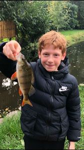 European Perch