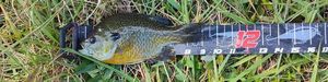 Green Sunfish