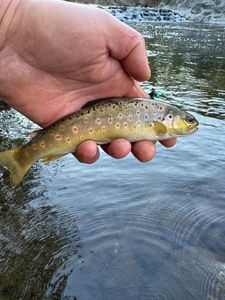 Brown Trout