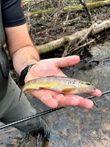 Brown Trout