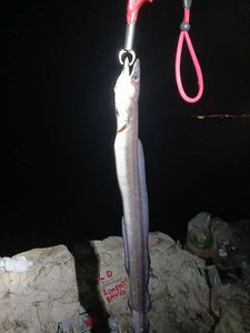 Conger
