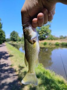 Largemouth Bass