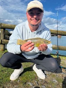Ballan Wrasse
