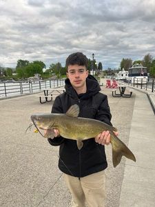 Channel Catfish
