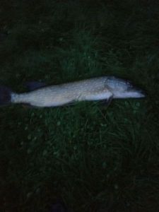 Northern Pike
