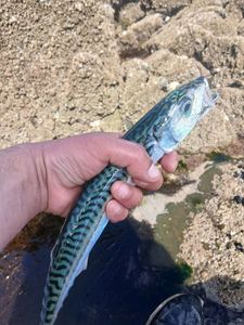 Mackerel