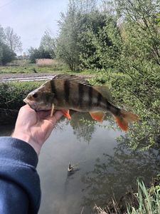 European Perch