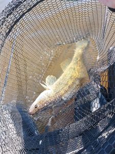 Zander