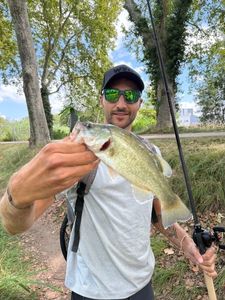 Largemouth Bass