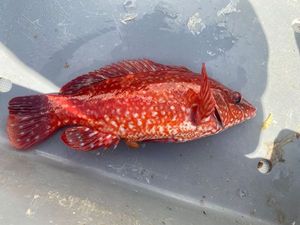 Ballan Wrasse