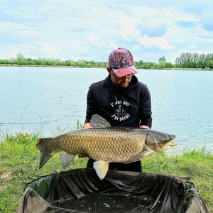 Grass Carp